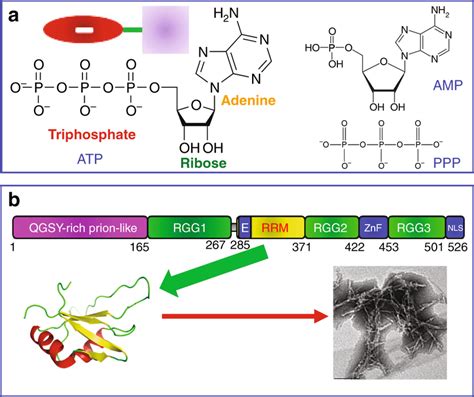 chemical structure  adenosine triphosphate atp   scientific diagram