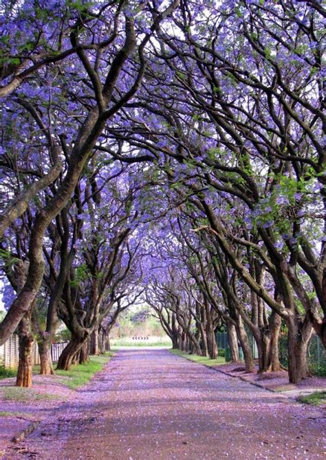 15 of the most magnificent trees in the world
