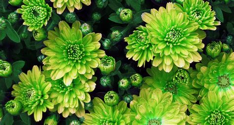 types  green flowers proflowers blog