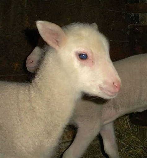 lamb faces game  milkhoney farm