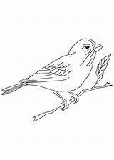 Sparrow Finch sketch template