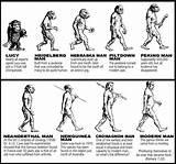 Darwin Theory Eksisterer Mennesket Mellom Lamarck Aap Evolutionists Manusia Asal Usul Apen Rather Five Biologi Charles Unp Teori Tugas Kuliah sketch template