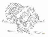 Realistic Turkeys Thebalance sketch template