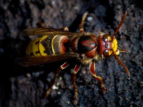 bee  types  wasps hornets  yellowjackets