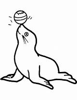 Ausmalbild Seehund Ausmalbilder Spielt Robbe sketch template