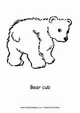 Cub Bear Coloring Colouring Pages Cubs Animals Designlooter Animal Village Activity Explore Drawings 72kb sketch template