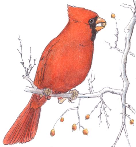 cardinal sketch  paintingvalleycom explore collection  cardinal