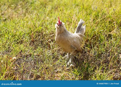 chicken   camera stock photo image