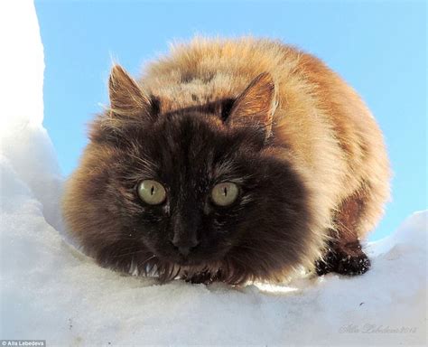 farmer captures amazing photos of siberian cats daily