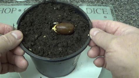 growing  oak tree   acorn acorns youtube