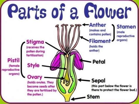 parts of flower male and female reproductive system sexual