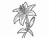 Lily Coloring Coloringcrew sketch template