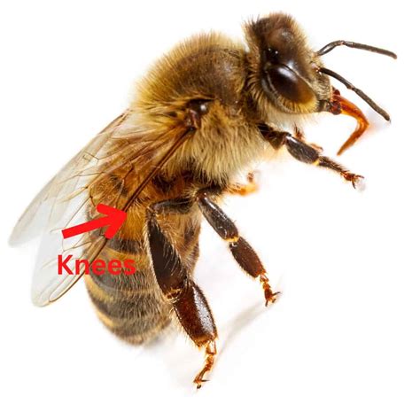 bees  knees exploring  hidden joints  honey bees carolina
