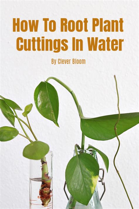 root plant cuttings  water clever bloom