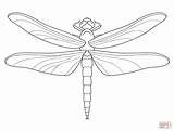 Coloring Dragonfly Pages Printable Drawing Colorings Dot sketch template