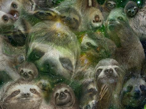 wallpaper sloth wallpapersafari