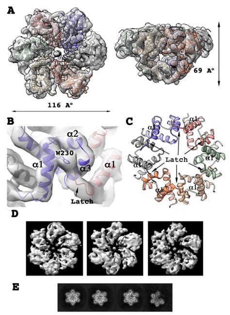 cryo em structure  rep ssaavs atpgs hexameric complex  top