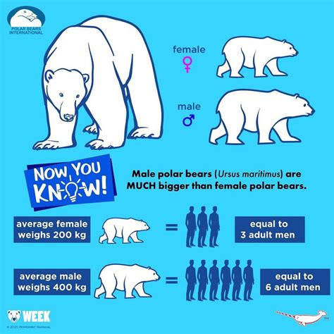 now you know male polar bears ursus maritimus are much bigger than