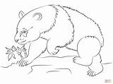 Panda Coloring Pages Bear Giant Bears Pandas Color Printable Google Animal Drawing Heart sketch template