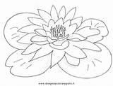 Ninfea Seerose Seerosen Malvorlage Fiori Natura sketch template