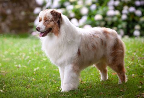 dog breeds  docked tails naturally  great choice  dog lovers