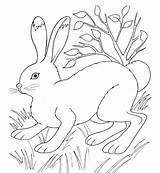 Conejo Ausmalbilder Hasen Coloriage Ausmalbild Gras Coniglio Osterhase Lapin Rabbits Nachmalen Hase Prato sketch template