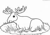 Coloring4free Alce Elche Ausmalbild Horns Resting sketch template