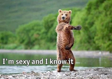 im sexy and i know it bear daily picks and flicks