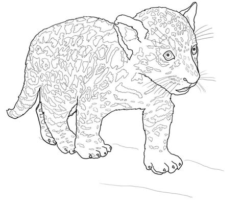 jaguar animal coloring pages  getcoloringscom  printable