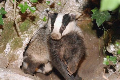 Warning Graphic Video Shows Badger Left To Bleed To Death In Devon