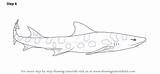 Leopard Shark Drawing Draw Step Adding Required Elements Complete sketch template