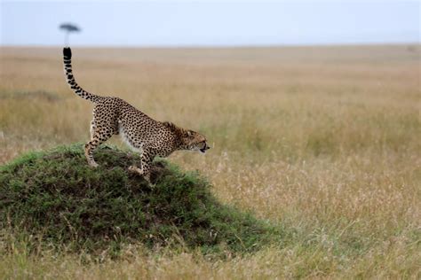 ultimate compilation    cheetah images astonishing