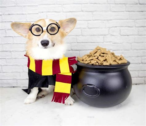 wizarding wags  harry potter swanky paws pet spa lawrenceville ga
