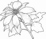 Coloring Pages Poinsettia Printable Flower Christmas Template Christamas Color Kids Drawing Para Colorear Library Clipart Poinsettias Print Online Sheets Poppy sketch template