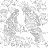 Millie Marotta Coloring Pages Colouring Adult Book Animal Tropical Bird Secret Doodle Creatures Books Garden Wonderland sketch template