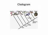 Cladogram Cladograms Tree Life Phylogeny Relationships Evolutionary Species Groups Between Slideserve Ancestor sketch template