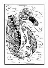 Duck Coloring Zentangle Delicate Pages Adult Pond Color sketch template