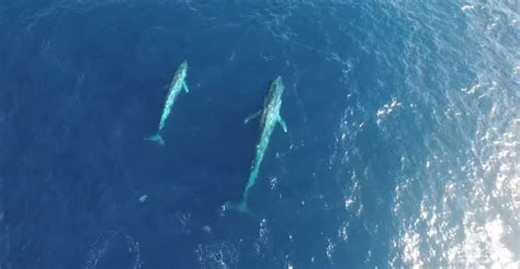 drone spies majestic blue whales  antarctica discovery blog discovery