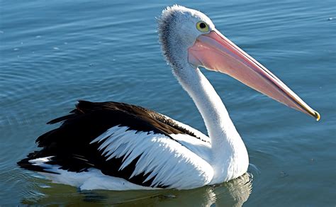 pelicans   world