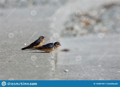 Juvenile Barn Swallows Wait On The Causeway For An Adult To Feed Them