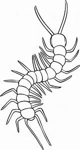 Coloring Millipede Pages Centipede Drawing Color Printable Animals Outline Milipede Popular 800px 02kb sketch template