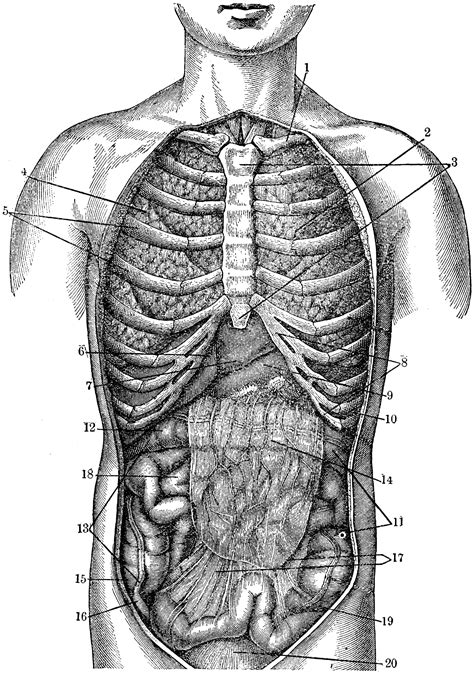 internal pic  stomach
