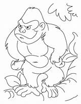 Coloring Gorilla Kids Sheets Pages Prints Library Clipart Book sketch template