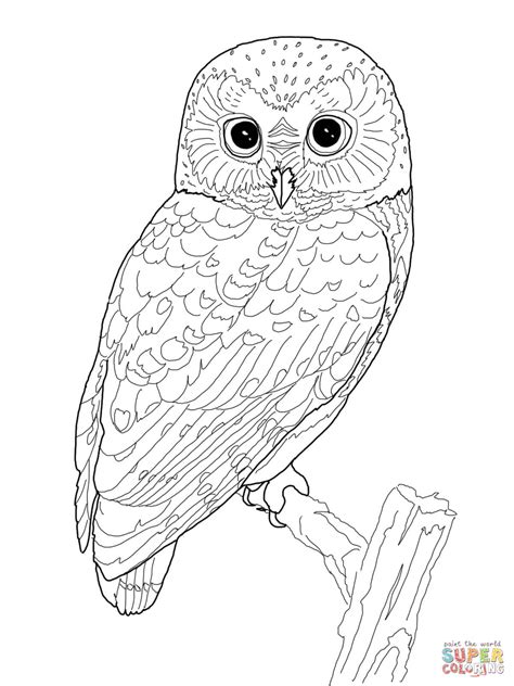 northern  whet owl coloring page  printable coloring pages