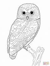 Owl Coloring Pages Whet Saw Northern Printable sketch template