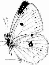 Wecoloringpage Coloring Butterfly sketch template