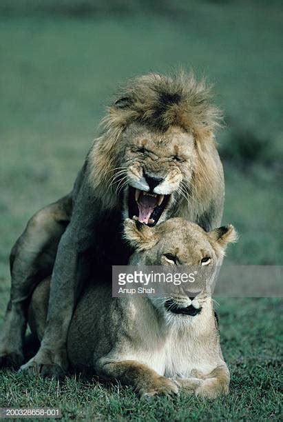 world s best lions having sex stock pictures photos and images getty images