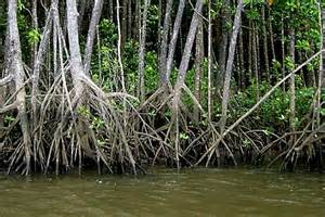 mangroves abc news australian broadcasting corporation
