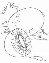 Kiwi Coloring Pages Fruit Nothing Popular sketch template