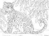 Amur Leopardo Lampart Ausmalbild Supercoloring Animales Realistas Javan Amurleopard Kolorowanka Kolorowanki Gratis Animal Leopards Nevi Stampare Leoparden Målarbilder Ausdrucken Druku sketch template
